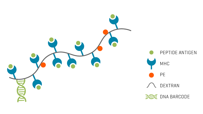 dCODE Dextramer® - NGS/Multi-omics | Immudex