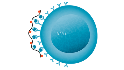 Figure 4. The role of B cells in anti-tumor mechanisms can be investigated using Klickmer® technology to detect and quantify antigen-specific B cells. MHC Dextramer® and Klickmer® reagents can be used together for the simultaneous analysis of antigen-specific T and B cells in a single sample.