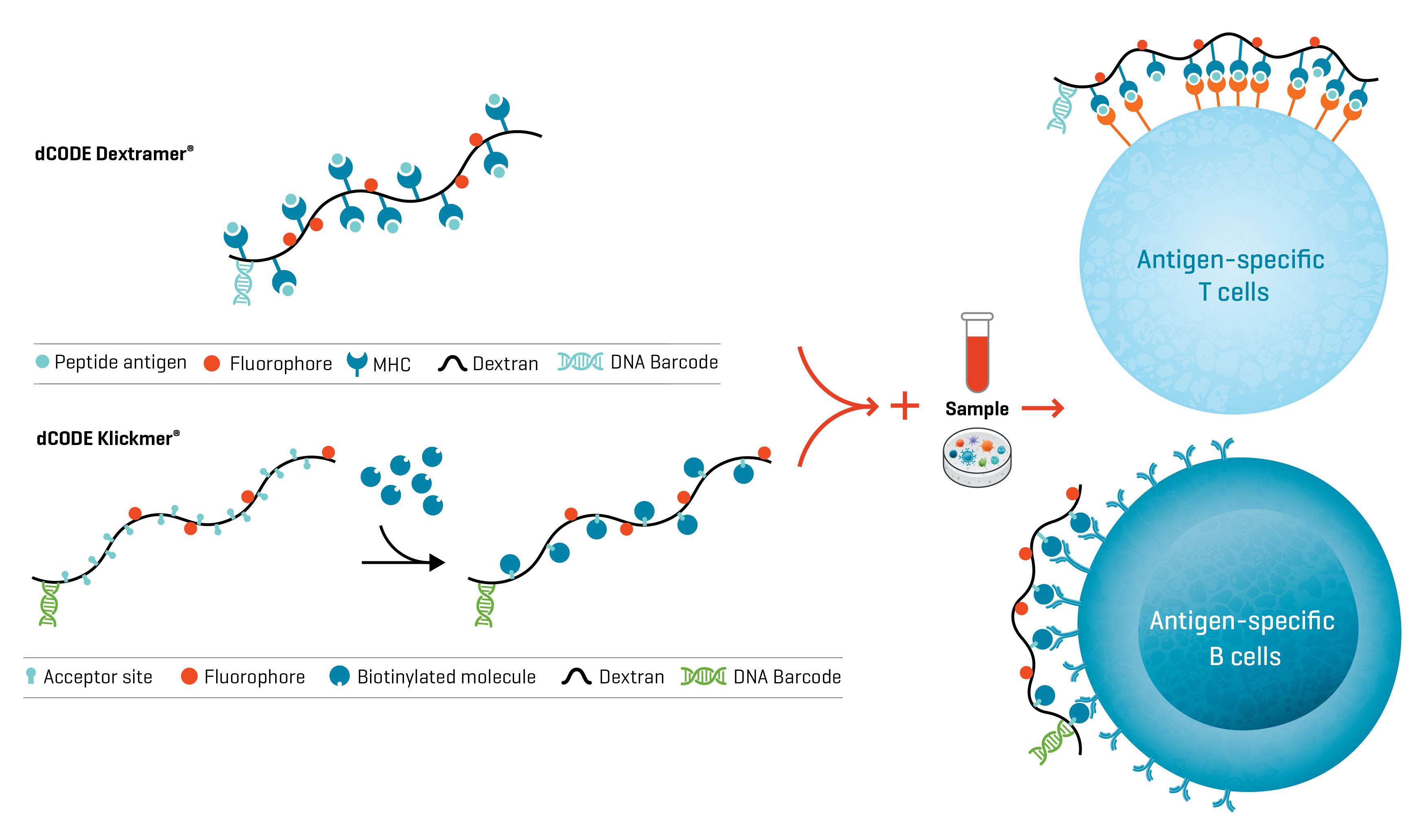 Fig. 1. d CODE® reagents from Immudex allow the detection and analysis of multiple antigen-specific population subsets of T cells and B cells in a single sample.
